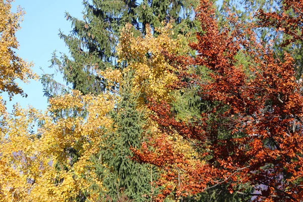 Floresta com folhas de árvore caducas coloridas — Fotografia de Stock