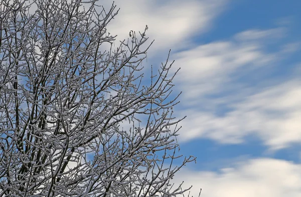 Ağaç dalları ile Kışın kar ile — Stok fotoğraf
