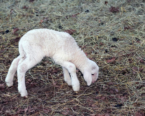 Unga nyfödda lamm gå med svårighet — Stockfoto