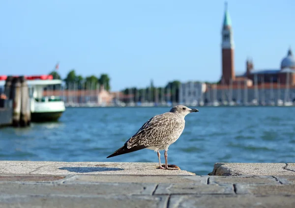 Mouette sur la Piazza San Marco et l'église de Saint-Georges dans le — Photo