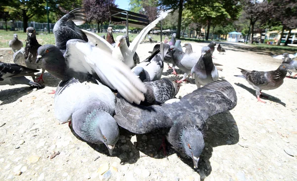 Palomas y palomas hambrientas comen las migajas de pan — Foto de Stock
