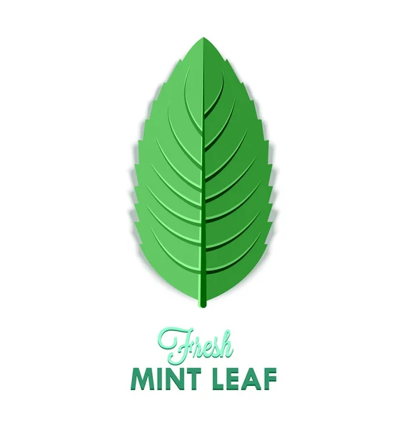 Mint leaf — Stock Vector