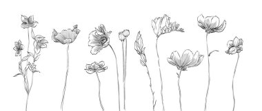 Tasarım elementi ve düğün vektörü için doğal çiçek çizim vektörü. Çizgili El Çizimi Çizimi. Çiçeklerin siyah çayırı, beyaz arka planda izole edilmiş otlar. Botanik fabrikası.