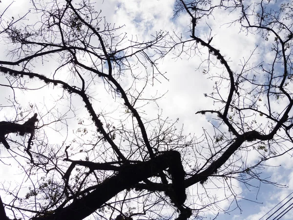 Silueta Las Ramas Gran Árbol Invierno Sin Hojas Con Cielo — Foto de Stock