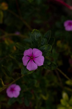 Medellin şehrinin sokaklarındaki yabani çiçekler gibi mor çiçek çalıları
