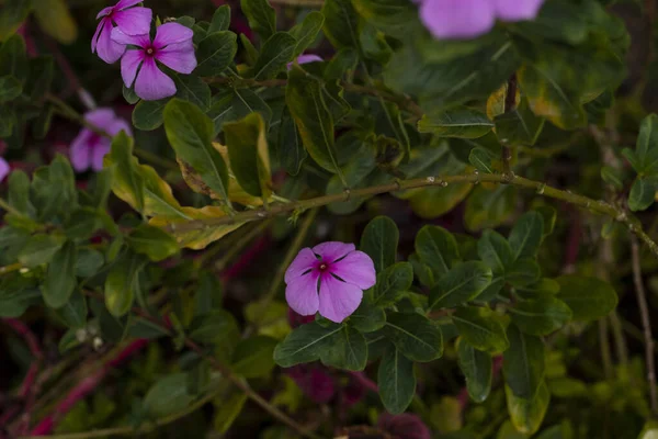 Lila Blomma Buske Som Vild Blomma Gatorna Staden Medellin — Stockfoto