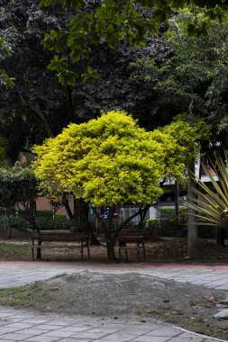 Küçük parlak yeşil ağaç Medellin parkında yedek sandalye veriyor.