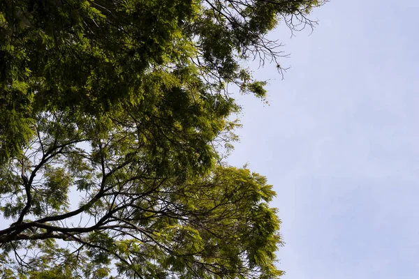 Laubblättrige Äste Von Unten Leuchtendem Grün Frühling — Stockfoto