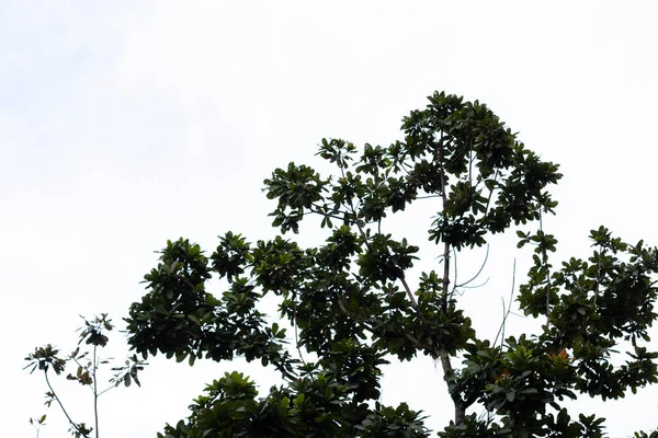 Baumsilhouette Von Unten Mit Weißem Himmel Dahinter — Stockfoto