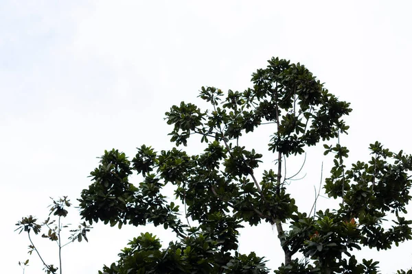 Silueta Del Árbol Desde Abajo Con Cielo Blanco Detrás — Foto de Stock