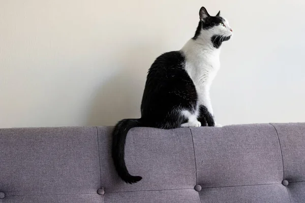 Gri Bir Kanepede Pencereye Bakan Siyah Beyaz Kedi — Stok fotoğraf