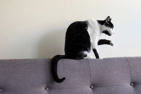 Gato Blanco Negro Sofá Gris Mirando Una Ventana — Foto de Stock