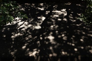 Ağaçların arasından geçen ışığın altında sokağın betonunda ışık ve gölge var.