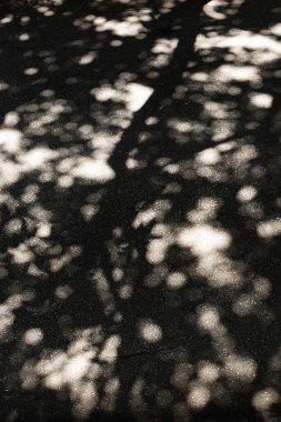 Ağaçların arasından geçen ışığın altında sokağın betonunda ışık ve gölge var.