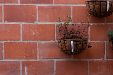 Kekik bitkisi tuğla duvara asılmış bir tencereye yerleştirilmiş.