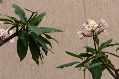Tree with green leaves and white flowers with rose in bouquet with yellow cement background