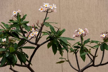 Tree with green leaves and white flowers with rose in bouquet with yellow cement background