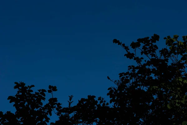 Blick Den Blauen Himmel Unter Einem Großen Laubbaum — Stockfoto