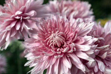 Botanik bahçesinde sonbahar kasımpatı balosu.