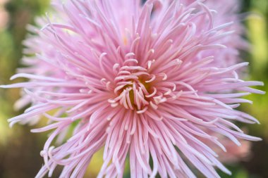 Botanik bahçesinde sonbahar kasımpatı balosu.