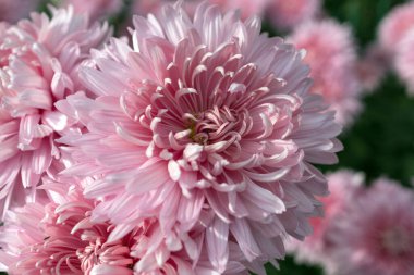 Botanik bahçesinde sonbahar kasımpatı balosu.