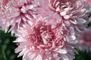 Botanik bahçesinde sonbahar kasımpatı balosu.