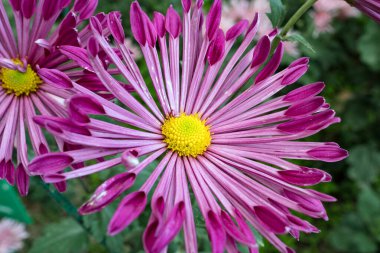 Botanik bahçesinde sonbahar kasımpatı balosu.