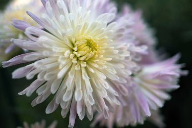 Botanik bahçesinde sonbahar kasımpatı balosu.