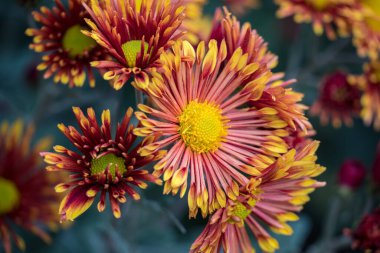 Botanik bahçesinde sonbahar kasımpatı balosu.