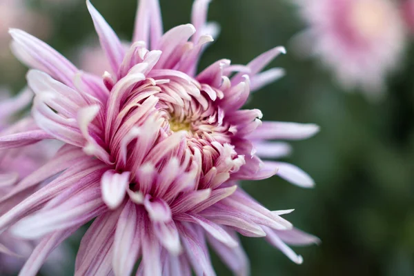 Autumn Ball Chrysanthemums Botanical Garden — Stock Photo, Image