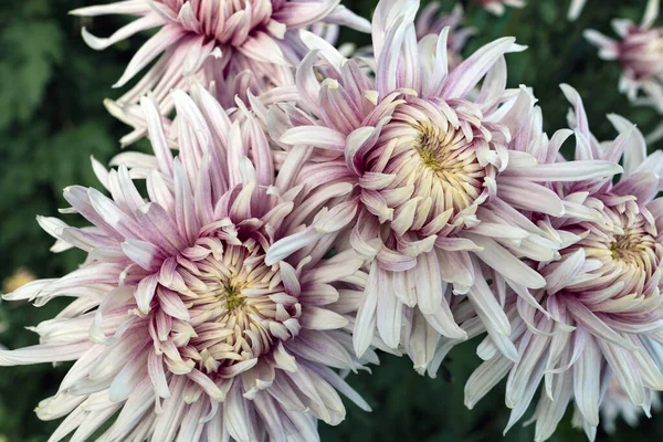 Autumn Ball Chrysanthemums Botanical Garden — Stock Photo, Image