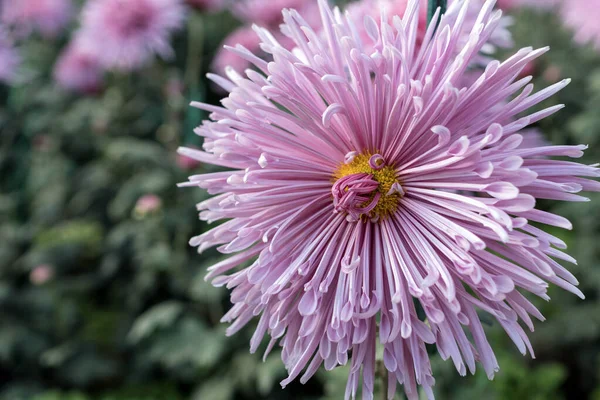 Bola Otoño Crisantemos Jardín Botánico —  Fotos de Stock