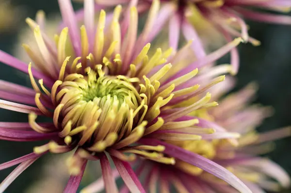 Autumn Ball Chrysanthemums Botanical Garden — Stock Photo, Image