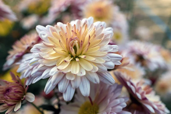 Autumn Ball Chrysanthemums Botanical Garden — Stock Photo, Image