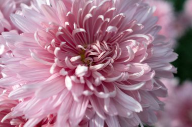 Botanik bahçesinde sonbahar kasımpatı balosu.