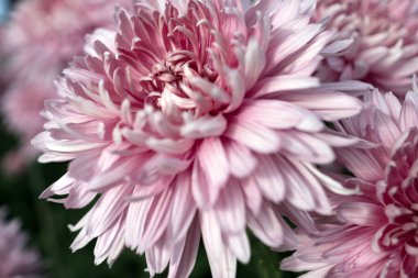 Botanik bahçesinde sonbahar kasımpatı balosu.