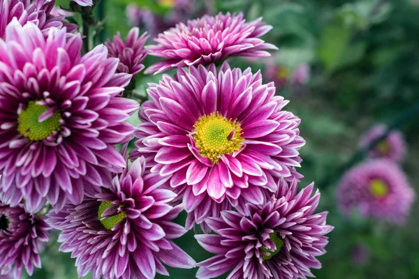 Autumn Ball Chrysanthemums Botanical Garden — Stock Photo, Image