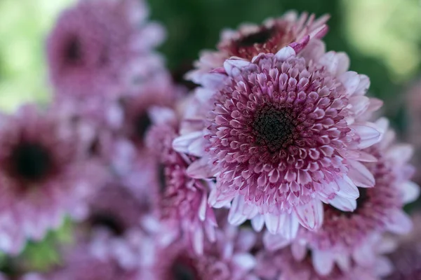 Autumn Ball Chrysanthemums Botanical Garden — Stock Photo, Image