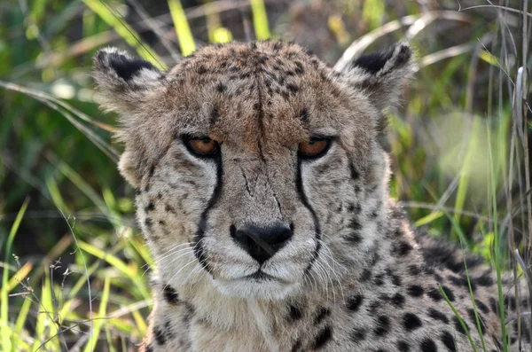 Shouth African Cheetah Portrait 图库图片