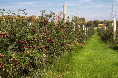 Apple plantation clipart