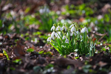 kardelen bahar içinde