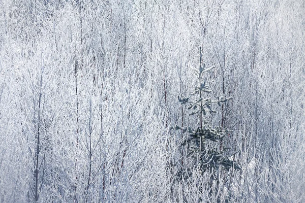 Sfondo con una foresta congelata — Foto Stock