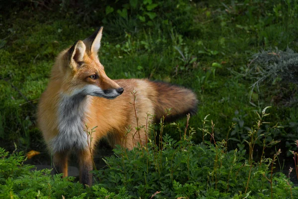 Röd räv — Stockfoto