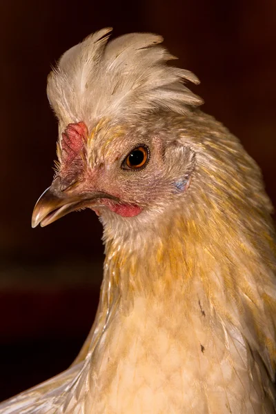 Close up rooster head portraiture Stock Image