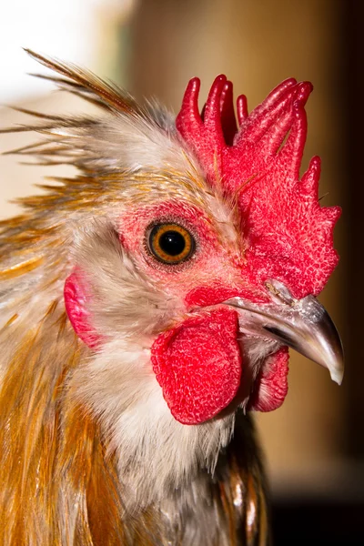 Close up rooster head portraiture Royalty Free Stock Photos
