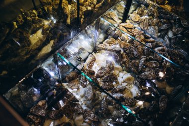 Akvaryumdaki istiridyeler loş ışıkta. Yüksek kalite fotoğraf