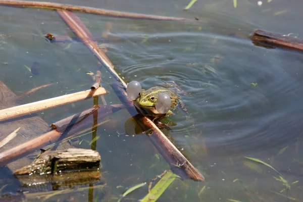 Schmutzwasser Kröte See Sehr Realistisch Die Kröte Schaut Die Augen — Stockfoto