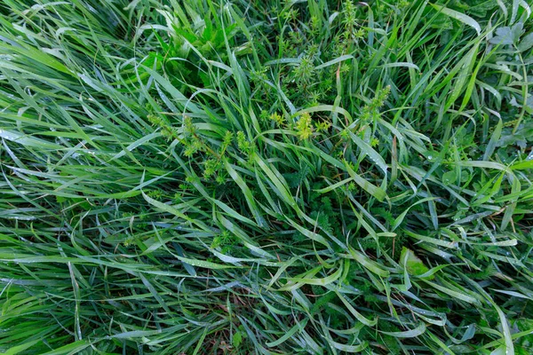 Groen Dicht Gras Regen Hoge Kwaliteit Foto — Stockfoto
