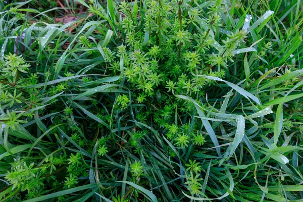 Groen dicht gras, na regen — Stockfoto