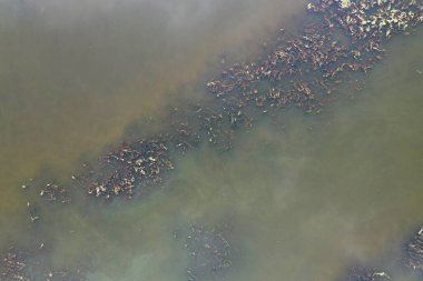 Modern göllerde kirli su, ekoloji ölüyor